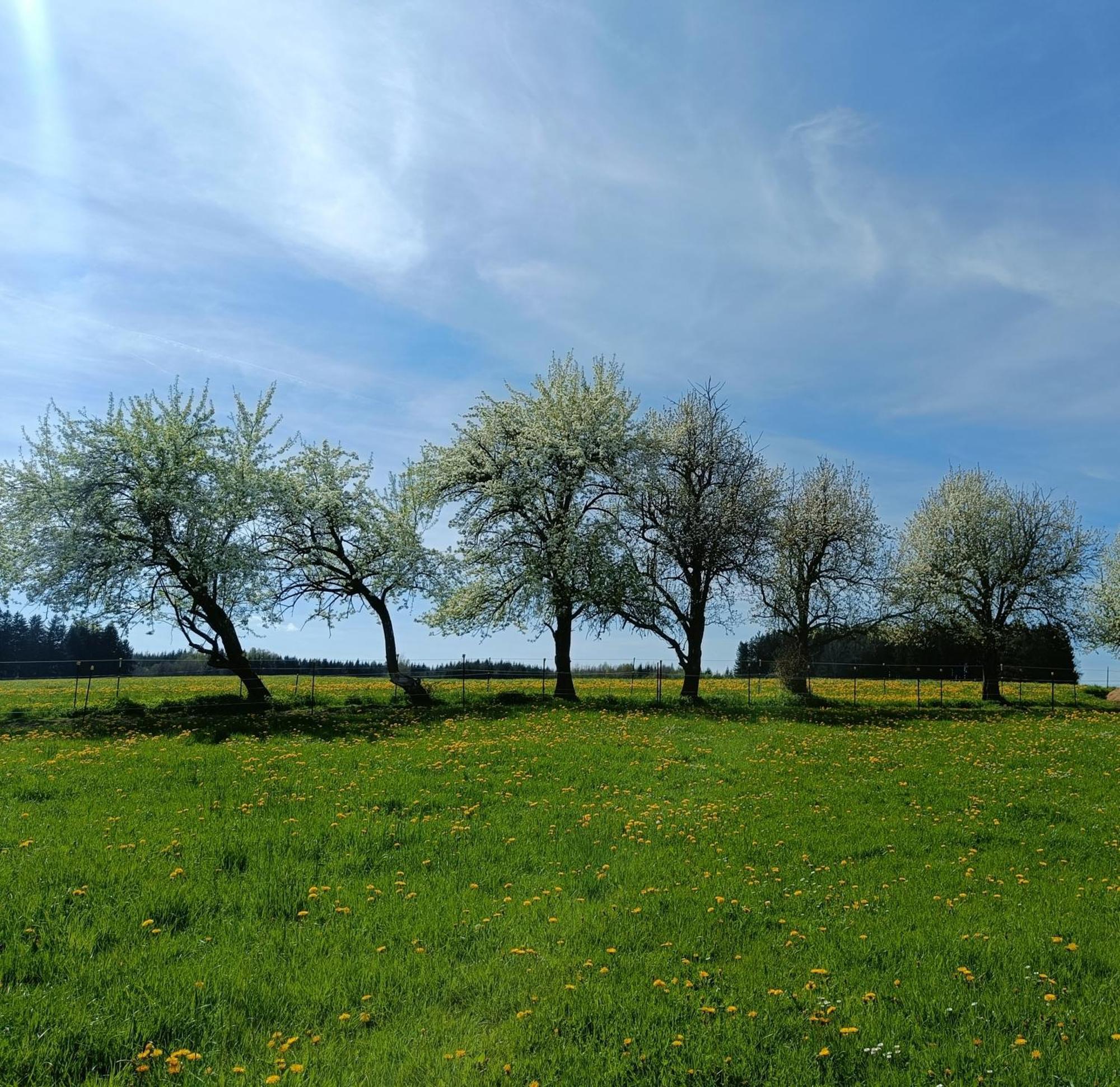Appartamento Berghof-Glueck Kaufbeuren Esterno foto